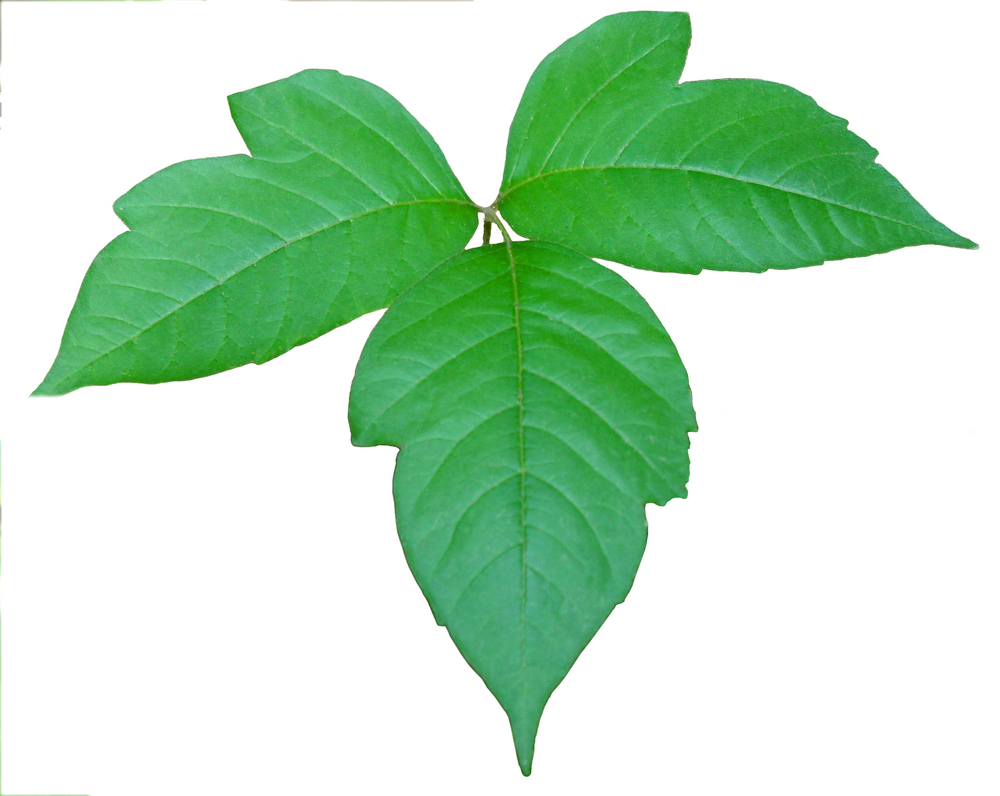 Emsk What Poison Ivy Is Looking Like This Time Of Year Everymanshouldknow,Starbucks Calories List