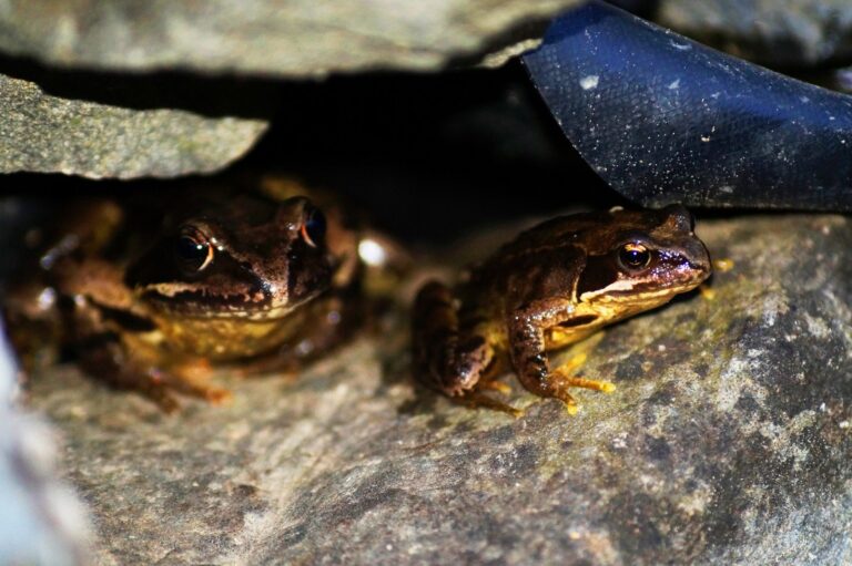 Make Toad Frogs at Home In Your Garden