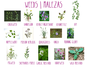 weeds poster
