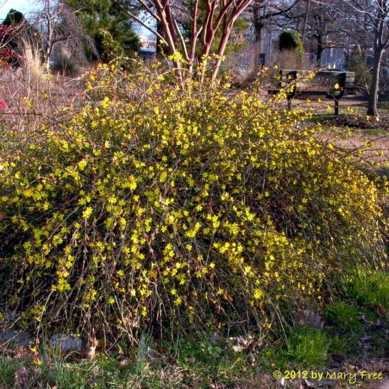 November Horticultural Tasks