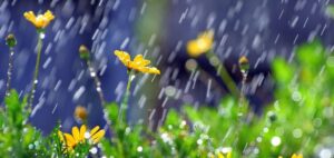 April-Showers-May-Flowers-e1335751575117