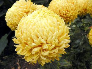 Mums_several_flowers_yellow