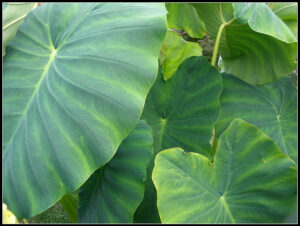 elephant-ears