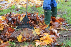 raking-fall-leaves