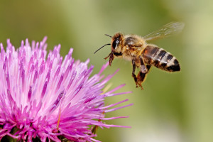 Honeybee_landing_on_milkthistle02