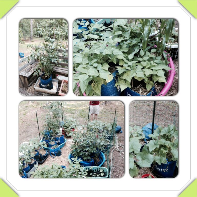 The Bag Lady’s Garden