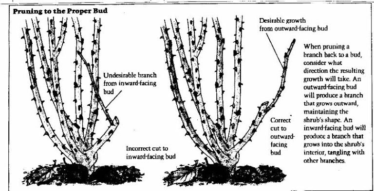 March Horticultural Tasks