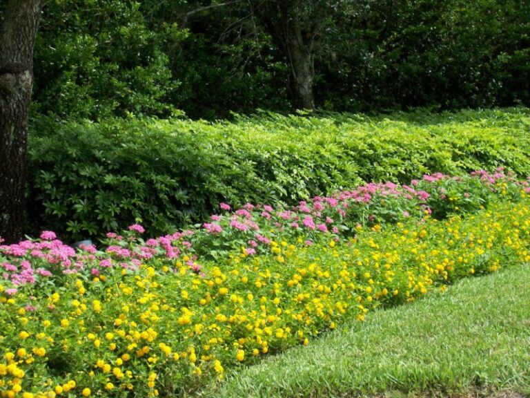 November Horticultural Tasks