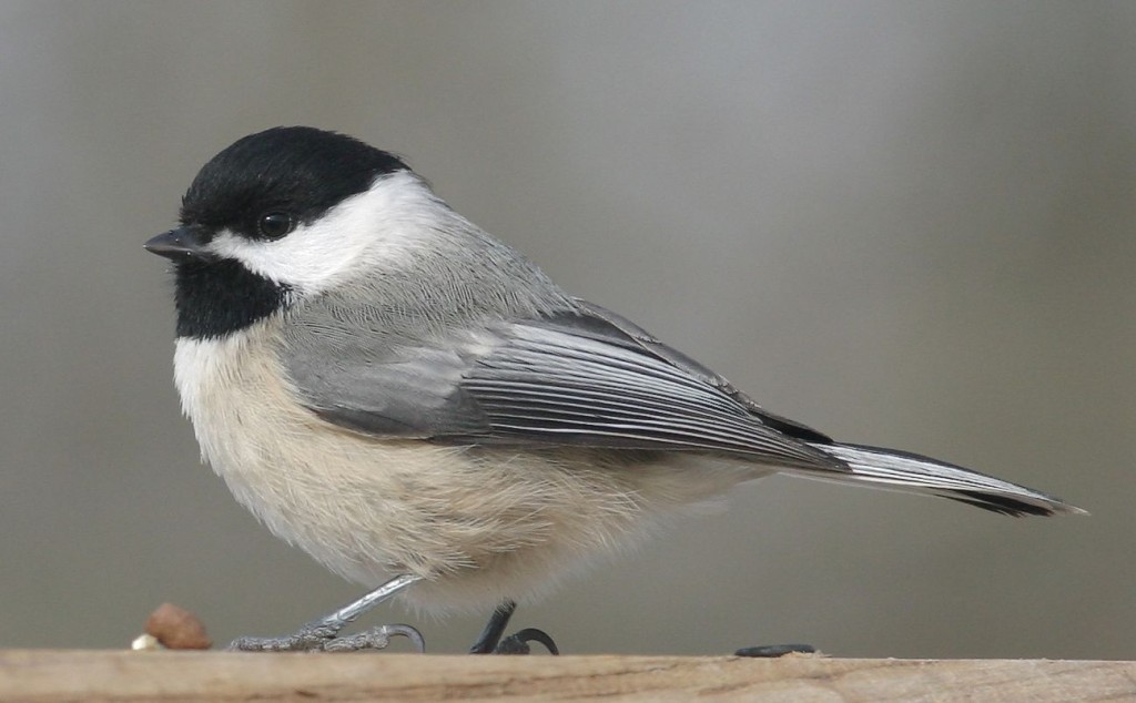 chickadee