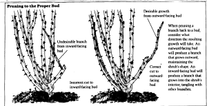 rose pruning