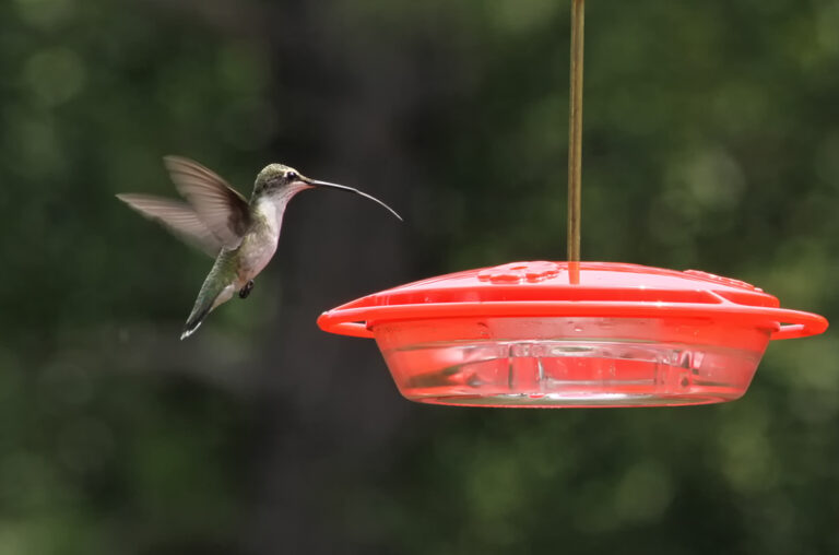 Hummingbirds