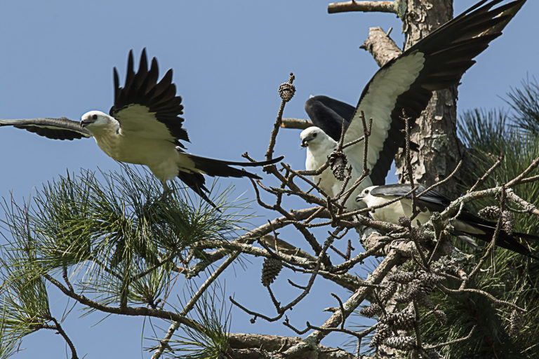 Not Your Average Garden Bird