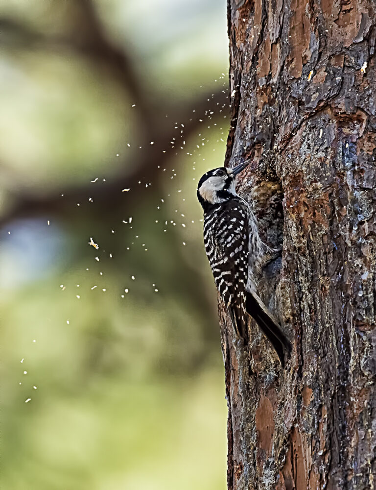 The Birds Have QUIT Eating……in my yard.