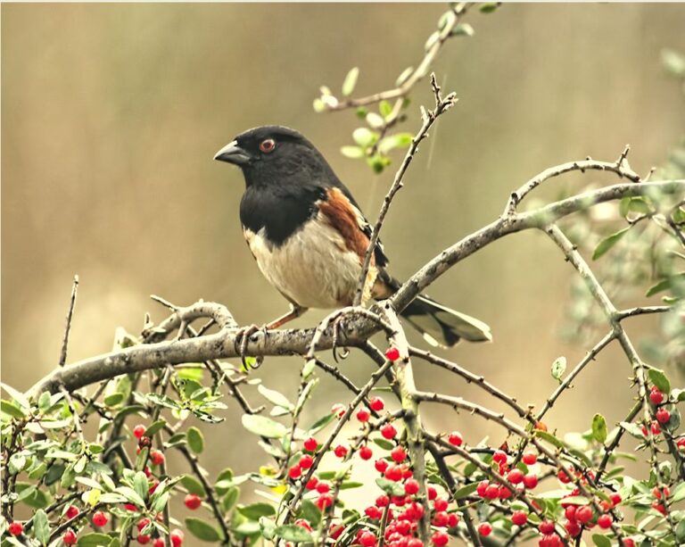 Do You Know This Bird?