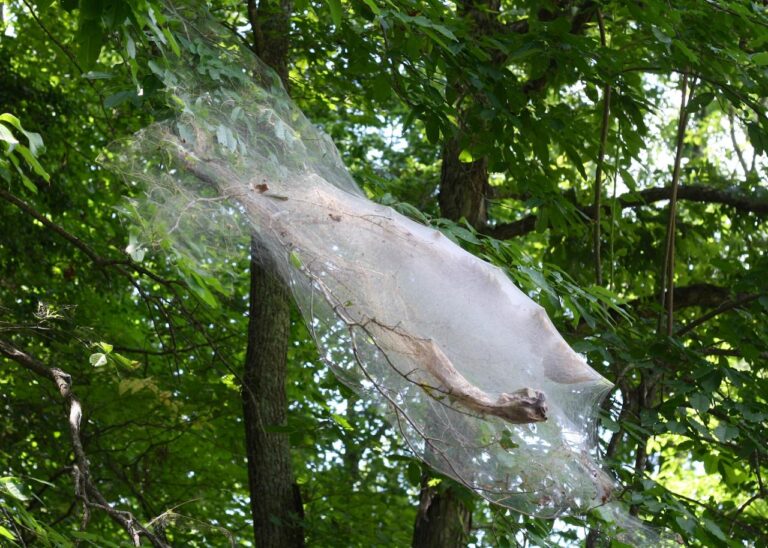 September Horticultural Tasks – 2017